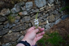 Linaria nivea
