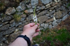 Linaria nivea