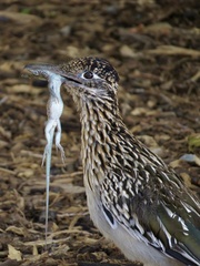 Aspidoscelis neomexicanus