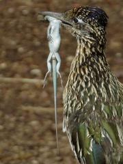 Aspidoscelis neomexicanus