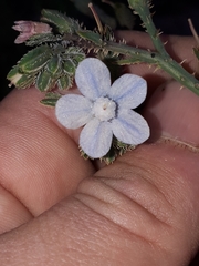 Anchusa strigosa