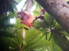 Cecropia obtusifolia