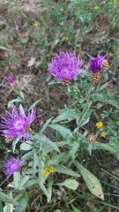 Centaurea jacea