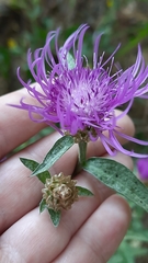 Centaurea jacea