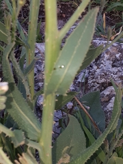 Anchusa strigosa