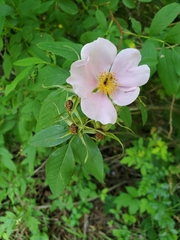 Rosa palustris