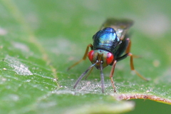 Ormyrus nitidulus
