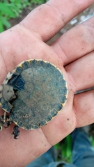 Trachemys grayi