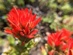 Castilleja brevilobata