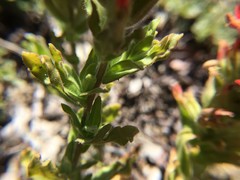 Castilleja brevilobata