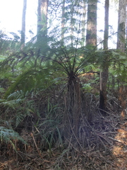 Cyathea australis
