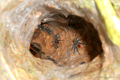 Grammostola