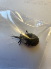 Triatoma gerstaeckeri
