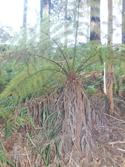Cyathea australis