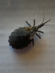 Triatoma gerstaeckeri