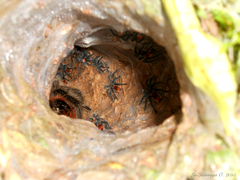 Grammostola