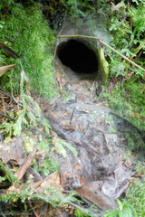 Grammostola