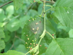 Eriophyes alniincanae