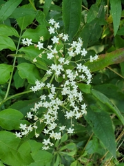 Sambucus canadensis