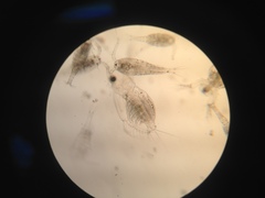 Sididae