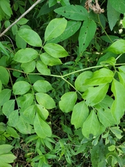 Sambucus canadensis