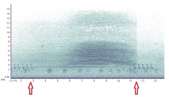 Neotibicen tibicen tibicen