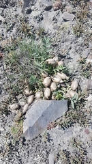 Oxytropis caespitosa