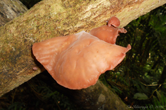 Auricularia fuscosuccinea