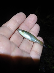 Fundulus dispar
