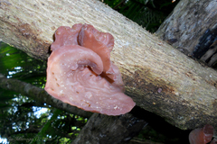 Auricularia fuscosuccinea
