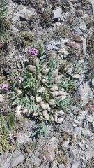 Oxytropis caespitosa