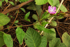 Oenothera rosea image