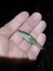 Fundulus dispar