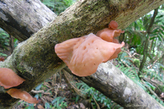 Auricularia fuscosuccinea