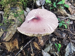 Leucoagaricus lilaceus