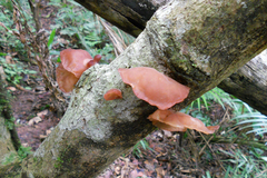Auricularia fuscosuccinea