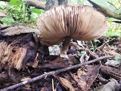 Leucoagaricus lilaceus