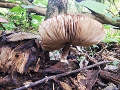 Leucoagaricus lilaceus