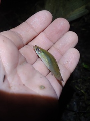 Fundulus dispar