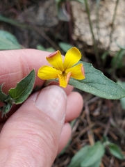 Viola pinetorum ssp. pinetorum