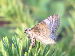 Entephria