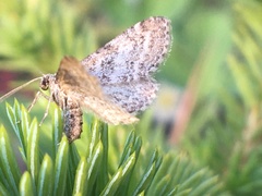 Entephria