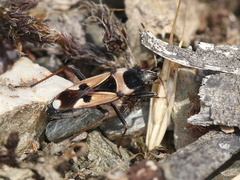 Raglius confusus