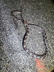 Pseudelaphe phaescens