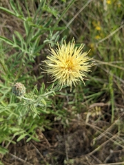 Centaurea collina