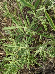 Centaurea collina
