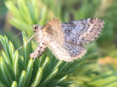 Entephria