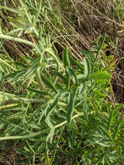 Centaurea collina