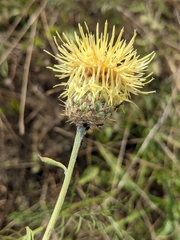 Centaurea collina