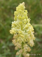 Reseda lutea